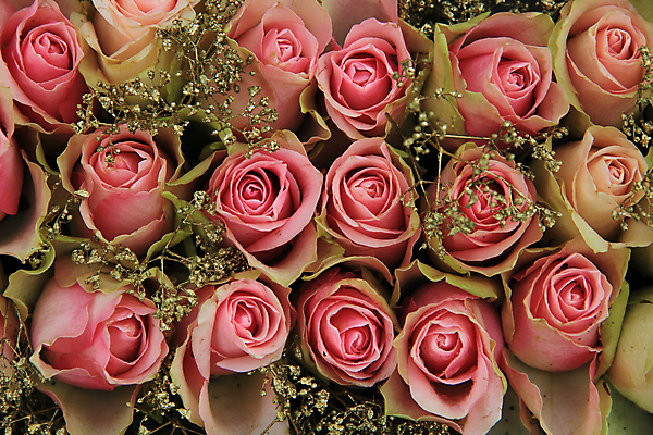 포토 JPG 해외이미지 식물 꽃 분홍색 꽃다발 결혼 백그라운드 컨셉 자연 결혼식 사랑 사람없음 장식 초록색 장미 흰색 그룹 배열 묘사 해외202004 해외포토 감정 컬러 이벤트 생태계 파일형식 이미지허브