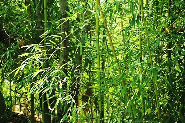 포토 JPG 해외이미지 나무 식물 공원 백그라운드 잎 자연 사람없음 야외 목재 초록색 여름 환경 봄 성장 나뭇가지 숲 대나무 내추럴 해외202004 해외포토 계절 공공시설 컬러 재료 생태계 파일형식 이미지허브