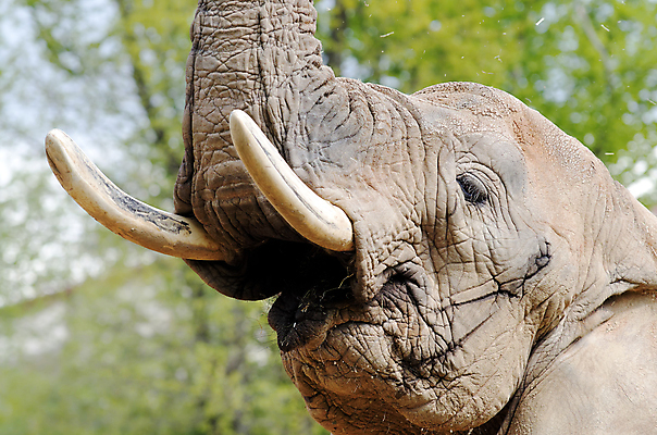 포토 JPG 해외이미지 동물 공원 야생동물 포유류 아프리카 자연 코끼리 동물원 사람없음 사파리 상아 동물상 해외202004 해외포토 공공시설 나라 조형물 생태계 파일형식 이미지허브