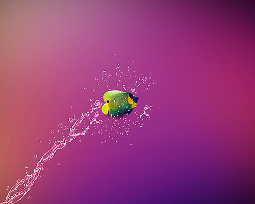 포토 JPG 해외이미지 동물 행복 파도 백그라운드 컨셉 비즈니스 관계 모션 휴가 아이디어 어류 사람없음 물 파란색 반려동물 달리기 점프 수중 우정 거품 자유 도전 용기 액체 황금 고독 떨어짐 위험 탈출 기회 수족관 무료 부주의 스플래쉬 해외202004 해외포토 자연요소 그릇 감정 바다 컬러 친구 수중동물 파일형식 이미지허브