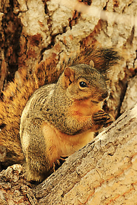 포토 JPG 해외이미지 나무 동물 야생동물 단풍 포유류 앉기 사람없음 미국 가을 다람쥐 여우 동쪽 니제르 해외202004 해외포토 식물 계절 잎 북아메리카 모션 설치류 방향 파일형식 이미지허브