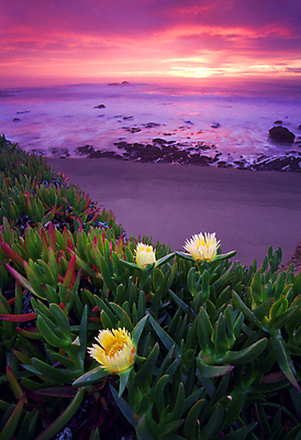 포토 JPG 해외이미지 주간 식물 구름 해외풍경 꽃 바다 하늘 해변 사람없음 야외 태양 미국 바위 캘리포니아 해외202004 해외포토 자연요소 해외 북아메리카 풍경 돌_바위 파일형식 이미지허브