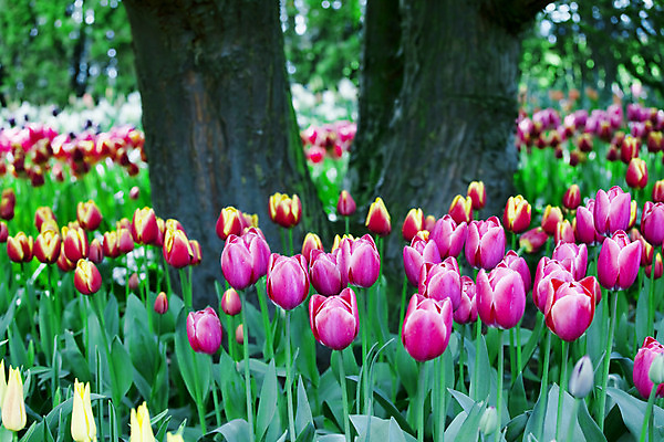 포토 JPG 해외이미지 식물 계절 꽃잎 꽃 분홍색 꽃무늬 밭 오렌지 자연 사람없음 야외 빨간색 초록색 컬러풀 노란색 정원 맑음 보라색 봄 튤립 벚꽃 침대 개화 해외202004 해외포토 컬러 가구 무늬 농업 과일 날씨 생태계 파일형식 이미지허브