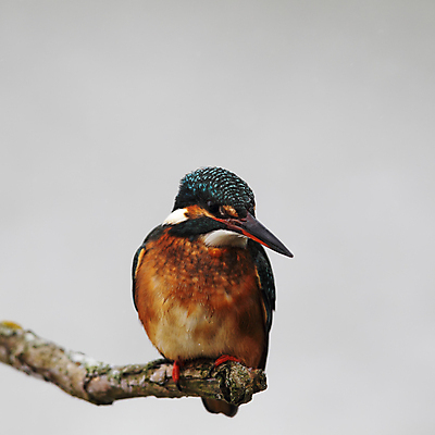 포토 JPG 해외이미지 동물 야생동물 겨울 오렌지 자연 조류 앉기 사람없음 컬러풀 나뭇가지 물총새 터키석 해외202004 해외포토 나무 계절 컬러 과일 모션 보석 생태계 파일형식 이미지허브