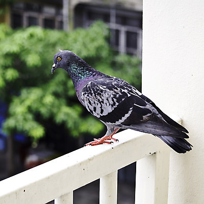 포토 JPG 해외이미지 동물 1 응시 공원 야생동물 선 백그라운드 날개 자연 조류 하늘 서기 사람없음 야외 컬러풀 갈색 평화 힘 봄 회색 자유 도시 닫기 심볼 깃털 호기심 싱글 비둘기 부리 내추럴 무료 혼자 해외202004 해외포토 시선 계절 공공시설 감정 컬러 컨셉 모션 생태계 파일형식 이미지허브