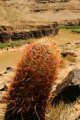 포토 JPG 해외이미지 식물 호수 여행 북아메리카 자연 선인장 국립공원 풍경 사람없음 야외 세로 물 관광지 강 컬러풀 평화 골짜기 미국 고요 사막 게임 암석 도박 언덕 사암 애리조나 그랜드캐니언 지질학 해외202004 해외포토 자연요소 공원 교육 컬러 컨셉 놀이 아메리카 돌_바위 생태계 파일형식 이미지허브