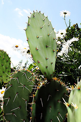 포토 JPG 해외이미지 식물 디자인 계절 꽃잎 꽃 줄기 분홍색 백그라운드 잎 꽃무늬 패턴 자연 선인장 건조 사람없음 장식 빨간색 초록색 여름 컬러풀 노란색 정원 봄 사막 벚꽃 흰색 신선 개화 가시 닫기 날카로움 스파이크 내추럴 고립 이국적 해외202004 해외포토 컬러 무늬 모션 생태계 파일형식 이미지허브
