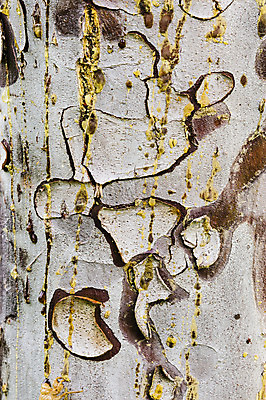 포토 JPG 해외이미지 나무 식물 백그라운드 패턴 자연 표면 사람없음 목재 초록색 물 컬러풀 갈색 노란색 환경 거친 묘사 질감 나무껍질 내추럴 수목 진실 해외202004 해외포토 자연요소 컬러 무늬 재료 껍질 생태계 파일형식 이미지허브