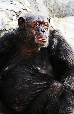 포토 JPG 해외이미지 동물 야생동물 자연 동물원 사람없음 검은색 원숭이 사파리 내추럴 침팬지 해외202004 해외포토 컬러 포유류 생태계 파일형식 이미지허브