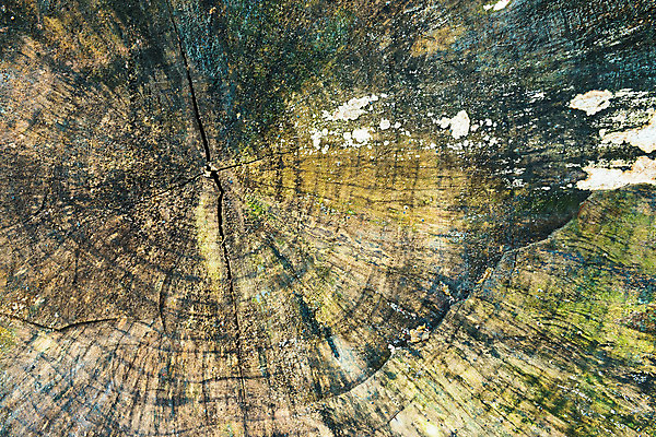 포토 JPG 해외이미지 나무 디자인 외관 선 벽 조각 가구 백그라운드 패턴 건축양식 자연 벽지 표면 날씨 추상 바닥 사람없음 목재 장식 공백 수확 시골 반지 소나무 얼룩 구멍 거친 숲 낟알 자르기 질감 복고 목공예 잡동사니 내추럴 그런지 수목 옛날 해외202004 해외포토 식물 건축 생활용품 무늬 농업 재료 장신구 모션 공예 생태계 파일형식 이미지허브