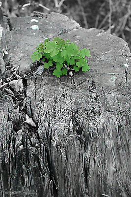 포토 JPG 해외이미지 나무 식물 계절 행복 백그라운드 잎 자연 새로움 사람없음 초록색 환경 봄 성장 숲 심볼 부활 해외202004 해외포토 감정 컬러 컨셉 생태계 파일형식 이미지허브