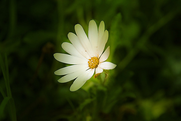 포토 JPG 해외이미지 식물 꽃잎 꽃 선 백그라운드 컨셉 꽃무늬 부활절 건강 동양인 사람없음 치료 초록색 약 노란색 정원 검은색 스파 봄 벚꽃 조약돌 흰색 신선 마사지 그룹 과수원 허브 심볼 대나무 묘사 데이지 아로마 꽃가루 암초 아로마테라피 테라피 고립 돌봄 두더지 땅바닥 부정적 줄서기 캐모마일 해외202004 해외포토 나무 계절 기념일 감정 컬러 무늬 농업 의학 모션 바닥 인종 뷰티 돌_바위 가루 파일형식 이미지허브