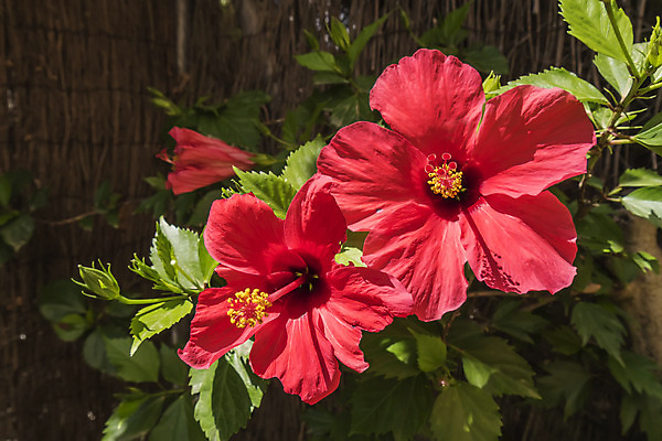 포토 JPG 해외이미지 주간 잎 자연 사람없음 야외 빨간색 히비스커스 해외202004 해외포토 자연요소 식물 꽃 컬러 생태계 파일형식 이미지허브