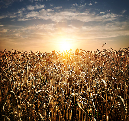 포토 JPG 해외이미지 주간 구름 자연 하늘 사람없음 야외 햇빛 가을풍경 일몰 가을 밀 밀밭 해외202004 해외포토 자연요소 계절 밭 곡류 풍경 태양 노을 생태계 파일형식 가을_계절 이미지허브