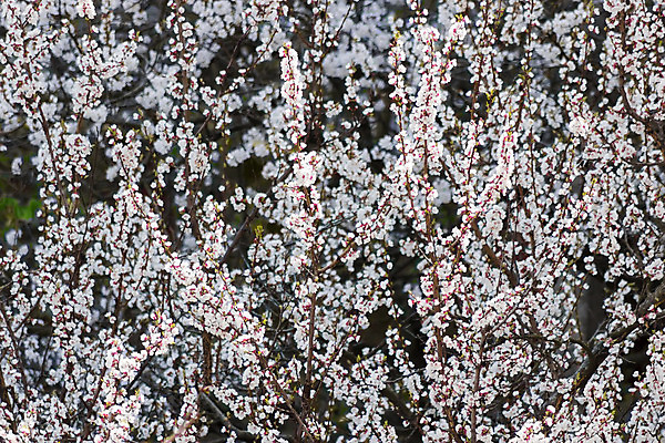 포토 JPG 해외이미지 나무 식물 계절 꽃 백그라운드 잎 농업 자연 사람없음 새싹 봄 수확 벚꽃 나뭇가지 과수원 살구 해외202004 해외포토 산업 과일 생태계 파일형식 이미지허브