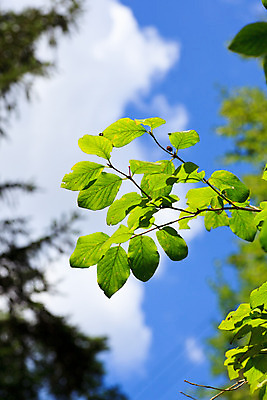 포토 JPG 해외이미지 나무 식물 꽃 잎 자연 사람없음 초록색 나뭇가지 시골 해외202004 해외포토 컬러 생태계 파일형식 이미지허브