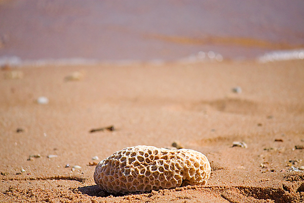 포토 JPG 해외이미지 모래 바다 여행 휴가 이집트 사람없음 물 산호 파편 오브젝트 그림 해외202004 해외포토 자연요소 아프리카 자포동물 파일형식 이미지허브