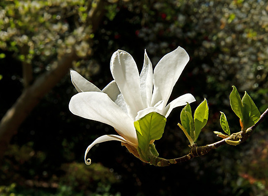 포토 JPG 해외이미지 나무 꽃잎 꽃 잎 자연 사람없음 햇빛 정원 봄 벚꽃 흰색 5월 목련 해외202004 해외포토 식물 계절 컬러 태양 날짜 생태계 파일형식 이미지허브