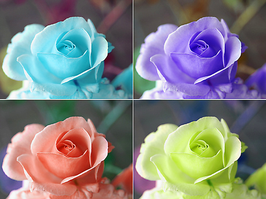 포토 JPG 해외이미지 꽃 꽃다발 일러스트 미술 사람없음 컬러풀 장미 모음 팝 스타일 해외202004 해외포토 식물 컬러 문화예술 한글 파일형식 이미지허브