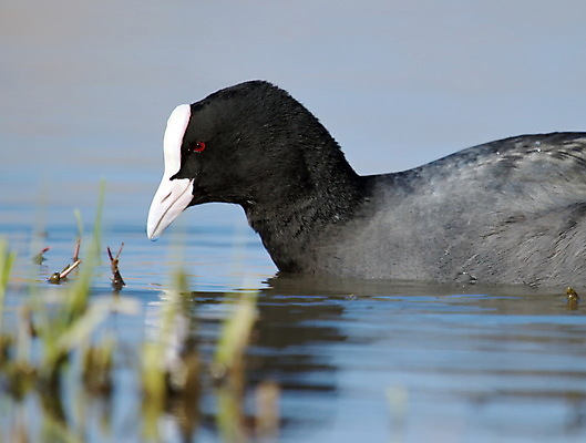 포토 JPG 해외이미지 동물 호수 물결 야생동물 백그라운드 날개 자연 조류 오리 풍경 사람없음 물 강 반사 머리 검은색 수영 흰색 물방울 연못 깃털 부리 물새 동물상 해외202004 해외포토 자연요소 컬러 신체부위 조형물 수상스포츠 생태계 파일형식 이미지허브