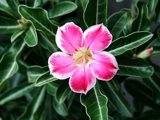 포토 JPG 해외이미지 나무 식물 꽃 화초 분홍색 잎 사람없음 장식 초록색 장미 정원 사막 벚꽃 진달래 내추럴 거짓 이국적 특별함 해외202004 해외포토 컬러 컨셉 파일형식 이미지허브