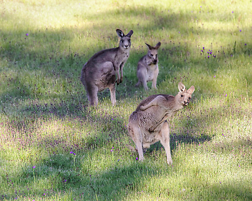 포토 JPG 해외이미지 응시 꽃 야생동물 포즈 밭 포유류 모션 발 자연 3 사람없음 햇빛 점프 봄 시골 춤 관찰 황무지 유머 호주 모피 즐거움 캥거루 오지 해외202004 해외포토 식물 동물 시선 계절 감정 농업 문화예술 신체부위 태양 오세아니아 생태계 파일형식 이미지허브