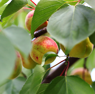 포토 JPG 해외이미지 나무 식물 라이프스타일 계절 산업 음료 음식 잎 농업 채소 오렌지 자연 하늘 디저트 매달리기 건강 사람없음 초록색 여름 빛 햇빛 태양 약 노란색 정원 나뭇가지 신선 그룹 달콤 큼 그늘 먹기 싱글 상쾌 유기농 날것 캘리포니아 살구 숙성 정중 전경 해외202004 해외포토 자연요소 웰빙 감정 컬러 컨셉 과일 의학 모션 풍경 생활 미국 맛 크기 생태계 파일형식 탑뷰 이미지허브