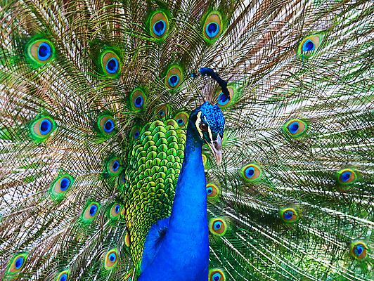 포토 JPG 해외이미지 동물 남자 야생동물 백그라운드 패턴 자연 조류 기술 사람없음 가로 초록색 파란색 컬러풀 머리 활발 의식 우아함 공작 전시회 깃털 꼬리 부리 목 보여주기 꿩 수탉 멀티 웅장함 터키석 해외202004 해외포토 컬러 컨셉 무늬 모션 사람 신체부위 전시 닭 보석 수컷 생태계 파일형식 이미지허브