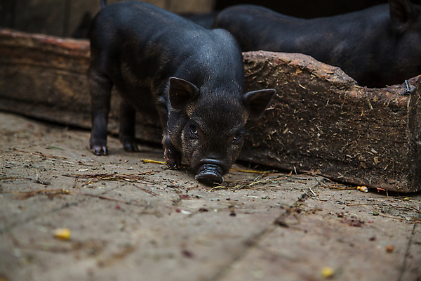 포토 JPG 해외이미지 동물 1 응시 어린이 포유류 가족 엄마 돼지고기 사람없음 울타리 반려동물 농장 가축 성장 시골 아기 돼지 그룹 닫기 작음 먹기 뿌리기 호기심 코 주둥이 외양간 기르기 수유 해외202004 해외포토 시선 감정 컨셉 농업 관계 모션 육류 사람 신체부위 담장 크기 돌봄 파일형식 이미지허브