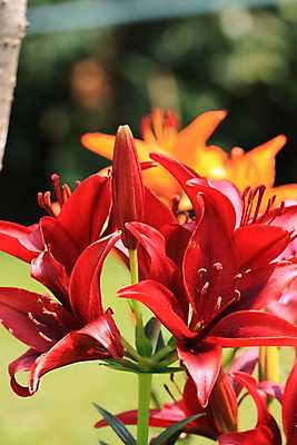 포토 JPG 해외이미지 식물 디자인 꽃잎 꽃 줄기 분홍색 꽃다발 백그라운드 잎 꽃무늬 자연 선물 사람없음 장식 빨간색 초록색 노란색 정원 봄 성장 벚꽃 흰색 축하 신선 개화 우아함 꽃집 순수 묘사 싱글 향기 냄새 꽃가루 고립 해외202004 해외포토 계절 컬러 컨셉 무늬 상점 가루 생태계 파일형식 이미지허브