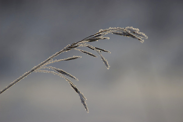 포토 JPG 해외이미지 나무 식물 계절 공원 꽃 줄기 크리스마스 겨울 밭 자연 아침 건조 요정 그림자 풍경 사람없음 야외 파란색 농장 정원 냉동 얼음 추위 흰색 숲 시원함 크리스탈 순수 서리 장면 내추럴 땅바닥 눈내림 해외202004 해외포토 주간 자연요소 공공시설 기념일 컬러 컨셉 농업 바닥 눈_날씨 광석 생태계 파일형식 이미지허브