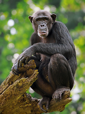 포토 JPG 해외이미지 동물 야생동물 포유류 아프리카 자연 생물 종류 사람없음 초록색 검은색 원숭이 황무지 멸종 유인원 침팬지 르완다 소셜 지능 콩고 해외202004 해외포토 나라 컬러 생태계 파일형식 이미지허브