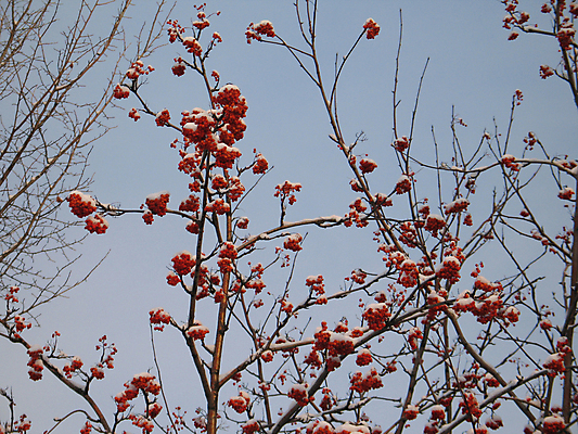 포토 JPG 해외이미지 나무 열매 조각 겨울 오렌지 과일 하늘 산 사람없음 가로 빨간색 파란색 추위 가을 나뭇가지 신선 담요 가루 서리 재 해외202004 해외포토 식물 계절 컬러 파일형식 이미지허브