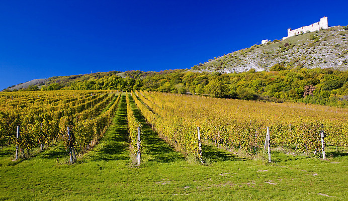 포토 JPG 해외이미지 외관 계절 유럽 단풍 고건축 건축양식 사람없음 야외 건물 와인 가을 성 역사 폐허 시력 포도밭 포도나무 체코 옛날 파멸 모라비아 해외202004 해외포토 건축물 건축 나라 컨셉 잎 밭 주류 과일나무 파일형식 소멸 이미지허브
