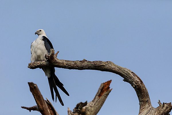 포토 JPG 해외이미지 동물 야생동물 자연 조류 앉기 사람없음 깃털 연 나폴리 플로리다 해외202004 해외포토 모션 놀이용품 미국 이탈리아 생태계 파일형식 이미지허브