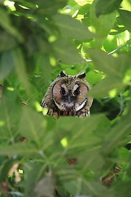 포토 JPG 해외이미지 나무 동물 1 응시 야생동물 날개 자연 조류 뿔 사람없음 야외 초록색 갈색 분노 시골 큼 먹이 깃털 부리 육식동물 부엉이 사냥꾼 해외202004 해외포토 식물 직업 시선 감정 컬러 크기 생태계 파일형식 이미지허브