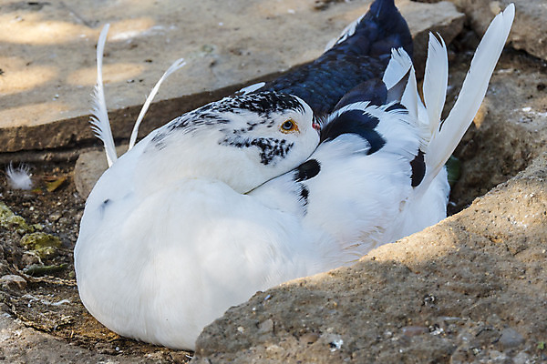 포토 JPG 해외이미지 동물 계절 공원 남자 호수 야생동물 겨울 날개 자연 조류 오리 사람없음 야외 초록색 물 파란색 컬러풀 갈색 머리 환경 봄 젖음 연못 보호 습지 깃털 장면 솜털 물새 청둥오리 내추럴 동물상 생태학 해외202004 해외포토 자연요소 공공시설 교육 컬러 컨셉 사람 신체부위 조형물 생태계 파일형식 이미지허브
