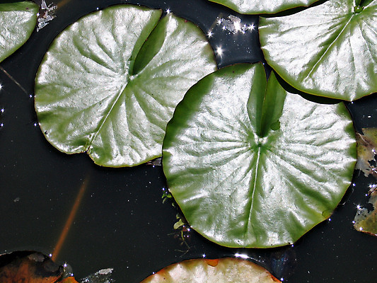 포토 JPG 해외이미지 식물 계절 공원 꽃 호수 분홍색 잎 꽃무늬 자연 사람없음 야외 초록색 물 햇빛 반사 정원 일본 벚꽃 연못 개화 해외202004 해외포토 자연요소 공공시설 아시아 컬러 무늬 태양 생태계 파일형식 이미지허브