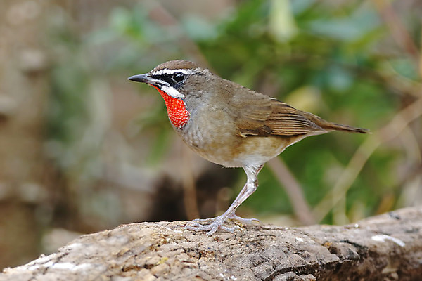 포토 JPG 해외이미지 나무 동물 여자 남자 아시아 얼굴 야생동물 백그라운드 날개 자연 조류 사람없음 야외 목재 가로 초록색 컬러풀 머리 환경 나뭇가지 막대기 닫기 숲 깃털 꼬리 부리 서식지 생태학 시베리아 이국적 해외202004 해외포토 식물 교육 나라 컬러 재료 모션 사람 신체부위 생태계 파일형식 이미지허브