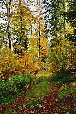 포토 JPG 해외이미지 나무 계절 도로 길 단풍 잎 곡선 자연 항해 풍경 사람없음 야외 목재 환경 가을 시골 숲 땅 언덕 장면 강렬 해외202004 해외포토 식물 선 배_교통 재료 교통시설 생태계 파일형식 이미지허브