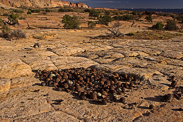 포토 JPG 해외이미지 북아메리카 공 자연 산 풍경 사람없음 미국 사막 바위 원형 황무지 언덕 대리석 서쪽 옛날 지질학 해외202004 해외포토 도형 교육 재료 아메리카 돌_바위 방향 생태계 파일형식 이미지허브