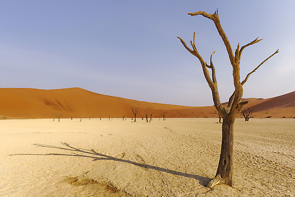 포토 JPG 해외이미지 나무 모래 여행 건조 국립공원 풍경 사람없음 빨간색 계곡 사막 죽음 뜨거움 고독 모래언덕 점토 가뭄 멀리 내추럴 나미비아 옛날 해외202004 해외포토 식물 공원 감정 컬러 날씨 언덕 남아프리카 파일형식 이미지허브