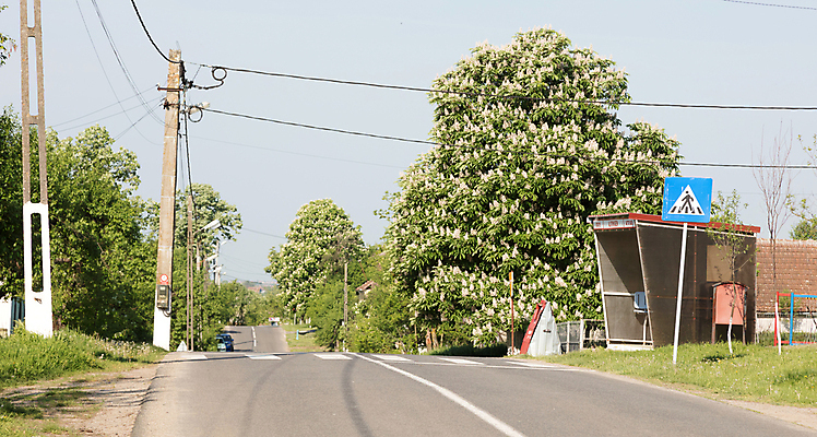 포토 JPG 해외이미지 도로 백그라운드 자동차 안전 사람없음 건물 보행자 신호등 사인 각도 얼룩말 지역 루마니아 건너기 테마 비콘스 해외202004 해외포토 건축물 유럽 길 육상교통 교통시설 모션 말_동물 파일형식 이미지허브