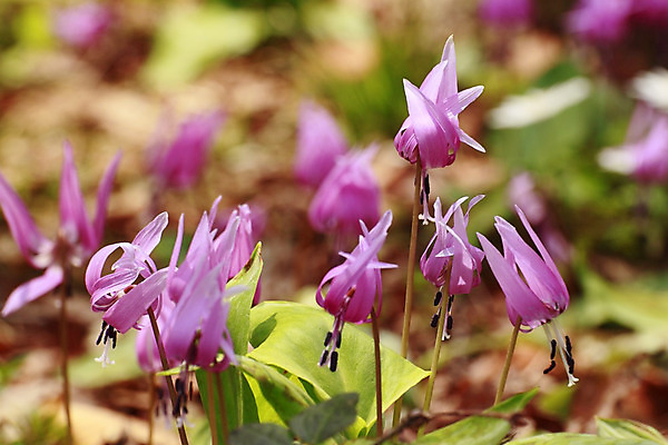 포토 JPG 해외이미지 계절 공원 꽃 여행 자연 사람없음 초록색 정원 일본 봄 신선 5월 제비꽃 해외202004 해외포토 식물 공공시설 아시아 컬러 날짜 생태계 파일형식 이미지허브