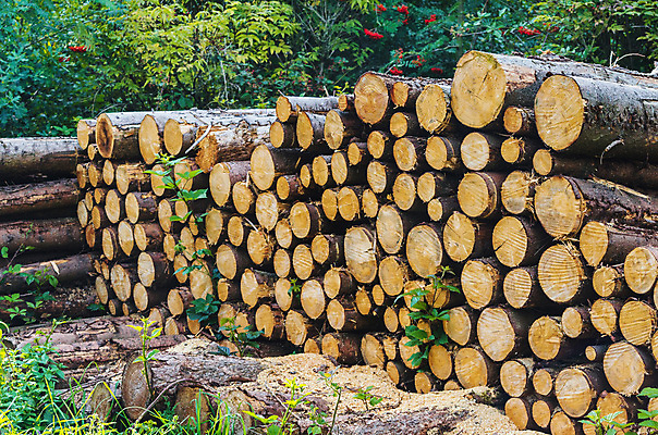 포토 JPG 해외이미지 나무 산업 백그라운드 잎 날씨 거리 건조 사람없음 목재 초록색 갈색 쌓기 회색 나뭇가지 숲 장작 자르기 통나무 결 수납 흙더미 수목 해외202004 해외포토 식물 컬러 무늬 재료 모션 흙 파일형식 더미 이미지허브