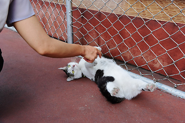 포토 JPG 해외이미지 동물 1 포유류 놀이 털 앉기 사람없음 반려동물 고양이 잠 작음 솜털 해외202004 해외포토 모션 크기 파일형식 이미지허브