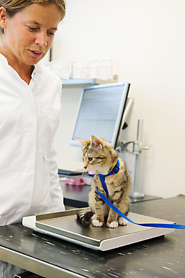 포토 JPG 해외이미지 동물 응시 여자 탁자 실내 한명 앉기 치료 반려동물 건강관리 고양이 줄무늬 고통 장비 시험 주름 질병 몸무게 무서움 비만 확인 눈금 수의사 해외202004 해외포토 1 시선 교육 감정 가구 무늬 포유류 의학 모션 건강 관리 사람 내부 의사 몸매 파일형식 이미지허브