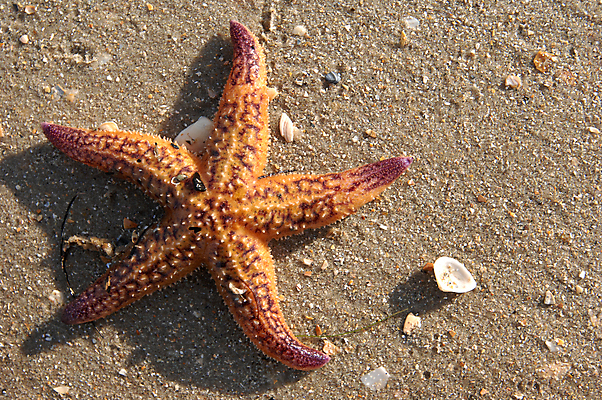포토 JPG 해외이미지 무기 모래 바다 백그라운드 사람없음 물 껍질 죽음 수집 질감 깨짐 해외202004 해외포토 자연요소 컨셉 파일형식 이미지허브