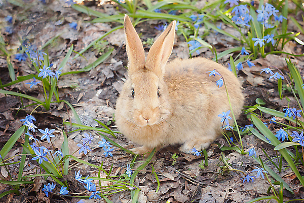 포토 JPG 해외이미지 잔디 사람없음 들꽃 토끼 해외202004 해외포토 식물 꽃 포유류 반려동물 파일형식 이미지허브