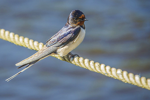 포토 JPG 해외이미지 동물 척추동물 야생동물 날개 자연 조류 노르웨이 사람없음 빨간색 여름 파란색 검은색 가수 흰색 깃털 부리 제비 해외202004 해외포토 계절 유럽 컬러 음악가 생태계 파일형식 이미지허브